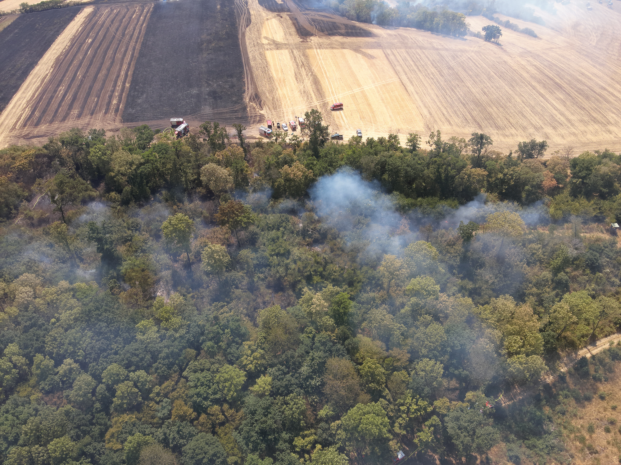 Vegetationsbrand im Raum Neusiedl an der Zaya / Palterndorf-Dobermannsdorf / Hausbrunn
